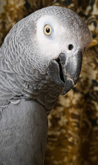 Fototapeta premium Parrot