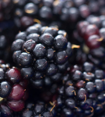 Brombeeren (close-up).