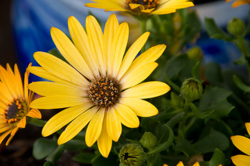 Yellow Osteospermum