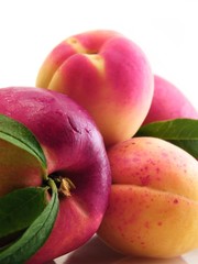 nectarines et abricots