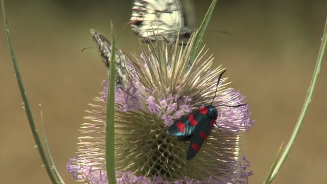 insecto y mariposas