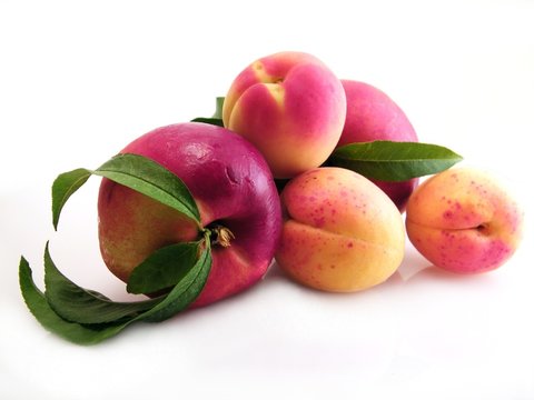 nectarines et abricots
