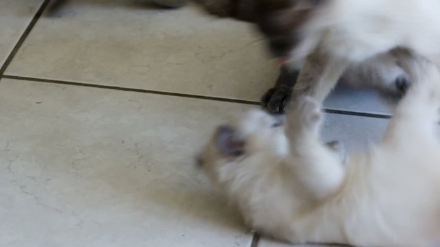 apprendre avec maman chatte