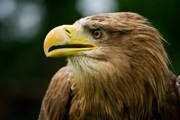 White-tailed eagle