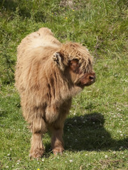 Fototapeta premium highland calf in a meadow