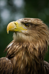 White-tailed eagle