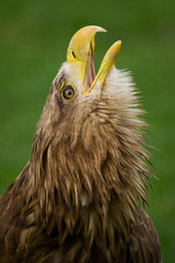 White-tailed eagle