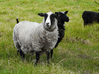 moutons noir et blanc