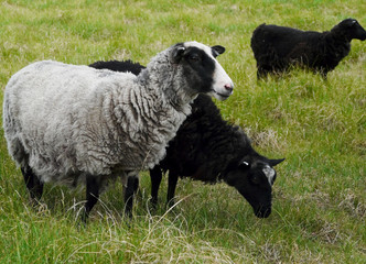 moutons noir et blanc