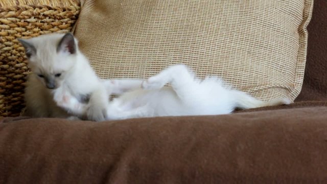 jeux de chatons sur canap&eacute;