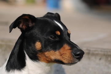 Jack-Russel