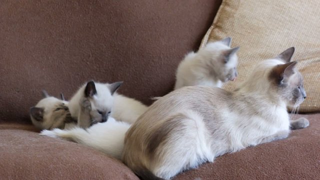 ajouter un chaton &agrave; la port&eacute;e