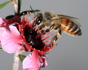 Bee on New Zealand Tea Plant