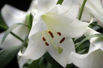 Pure White Lilies
