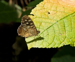 Speckled Wood butterfly closed wings © suerob