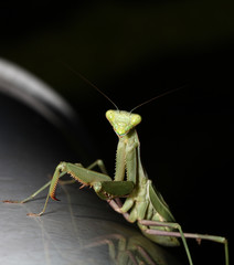 Preying Mantis