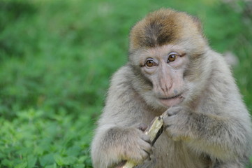 Berberaffe