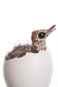 Baby Ostrich In Egg