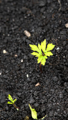 Zartes Pflänzchen in schwarzer Erde