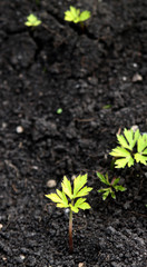Zarte Pflänzchen in schwarzer Erde