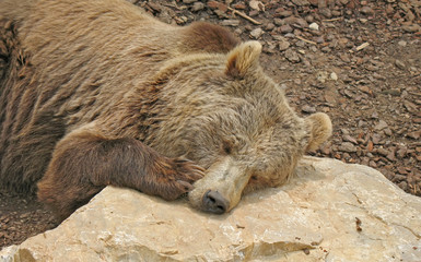 Animal park - Brown bear close up