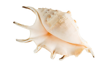 Marine shell isolated on white background.