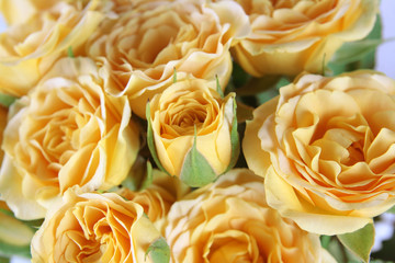 Yellow roses