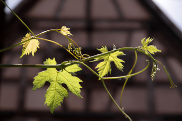 Fachwerkhaus und Weinlaub