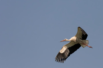 White Stork