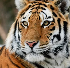 Fototapeten Tiger © nialat