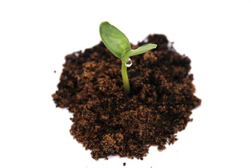 Growing Plant