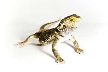 Lizard