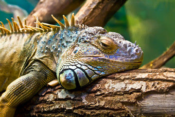Iguana © Sailorr