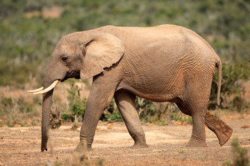 African elephant (Loxodonta africana), South Africa
