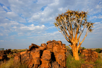 Desert landscape with quiver tree (Aloe dichotoma), Namibia