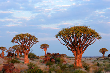 Desert landscape with quiver trees (Aloe dichotoma), Namibia