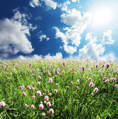 Obraz premium Meadow