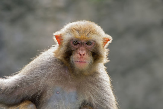 Rhesus Macaque Monkey (Macaca Mulatta)