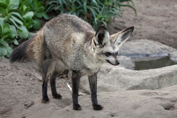 Bat Eared Fox