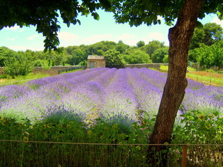 <Digimax S800 / Kenox S800>