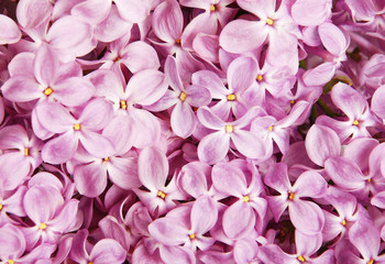 Background from colors of a lilac