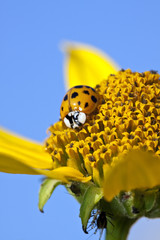 Convergent Ladybird Beetle feeding