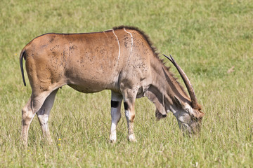 Eland - Taurotragus