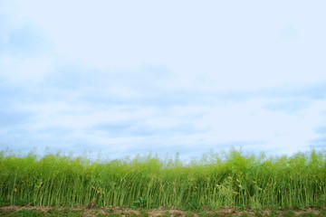 green field with blue sky