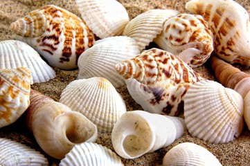 Sea shells on a sandy beach