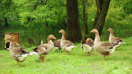 Group of grey geese on a green meadow