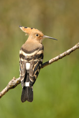 abubilla