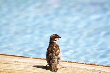 House Sparrow at swimming pool