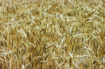 Golden wheat feald