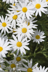 white daisy